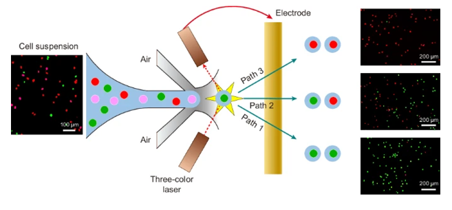 Beyond microchannels: How airborne cell sorting breaks traditional limits