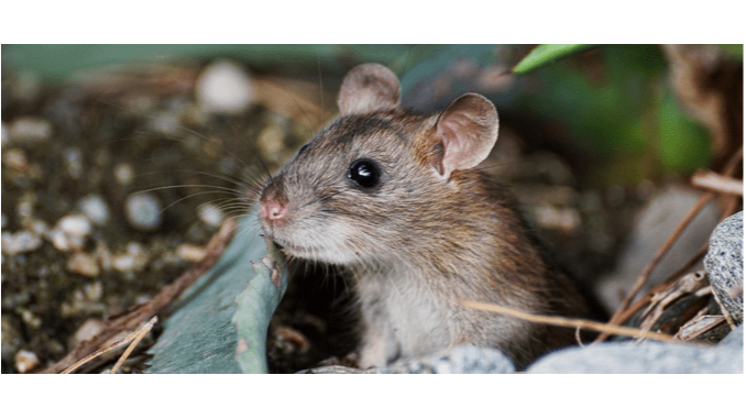 Signs of Rodent Infestation: What Orlando Homeowners Should Know