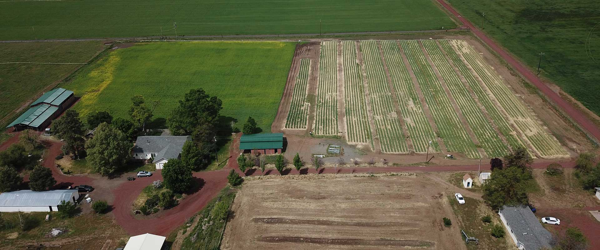 Bulk Organic Seed Garlic Supplier Releases Commercial Planting Guide