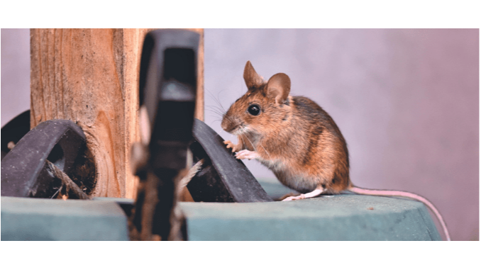 Livingston Homes See Rodent Surge After Hard Freeze