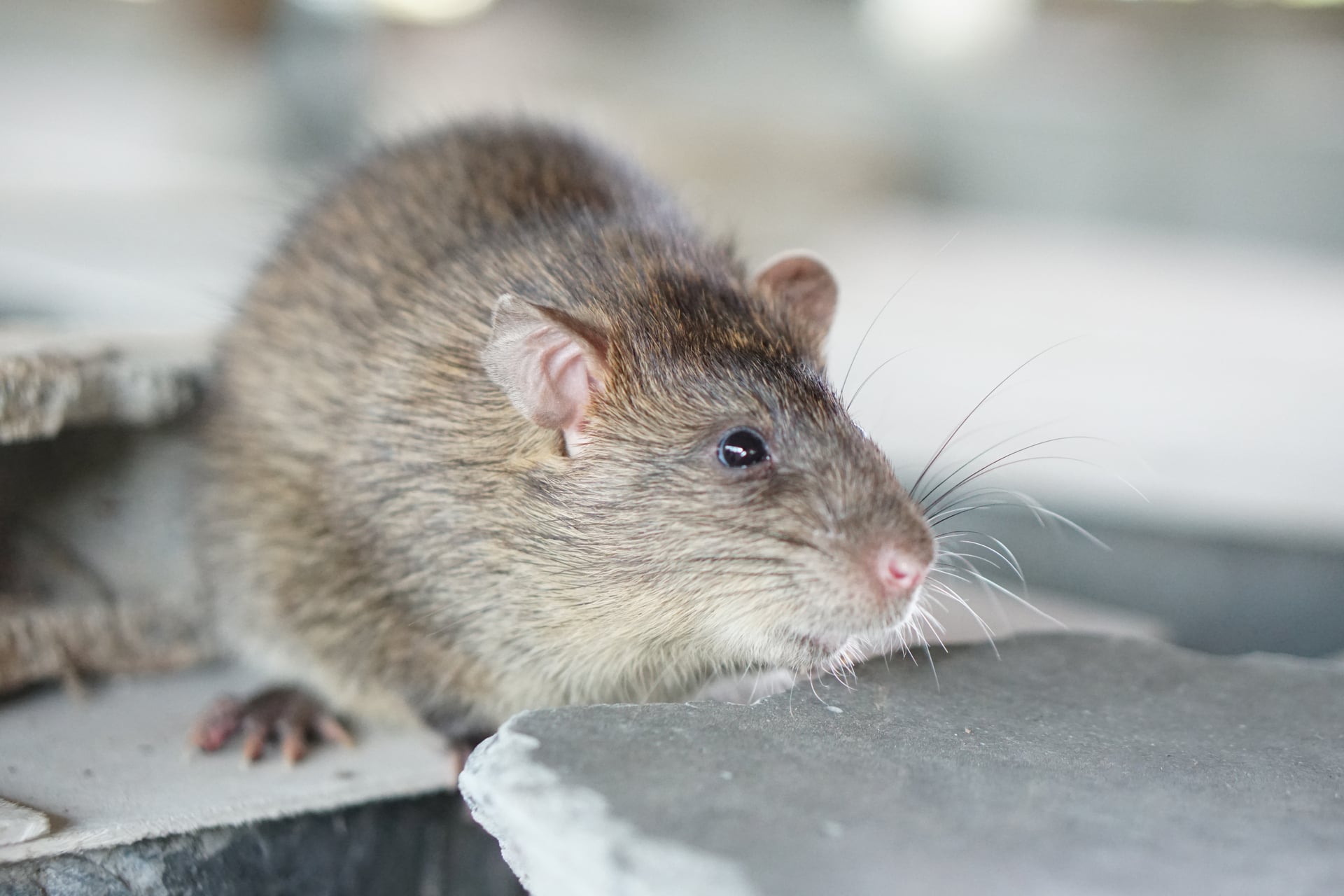 Beaumont Homes See Rodent Surge After Hard Freeze
